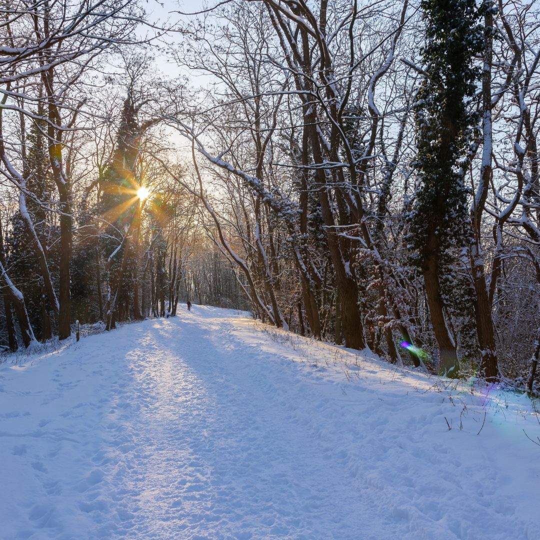 Winterlandschap in het bos