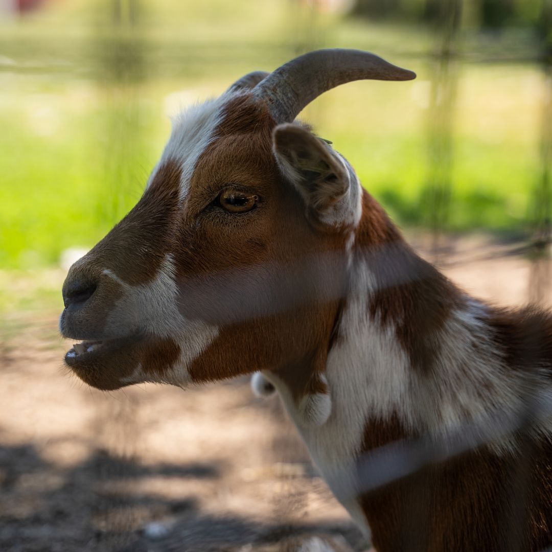 Geit bij Boerderijhoeve Schurenhof in Vlodrop