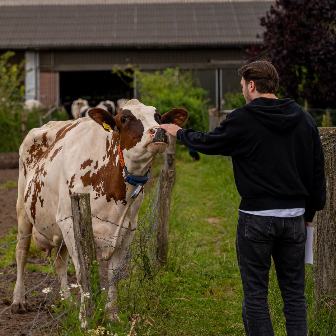 Koe en man