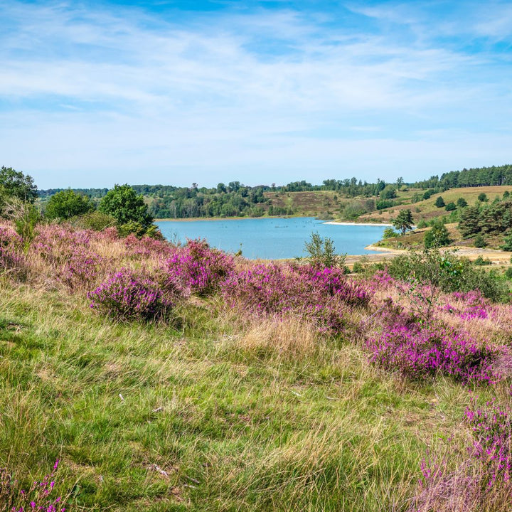 nationaal park hoge kempen