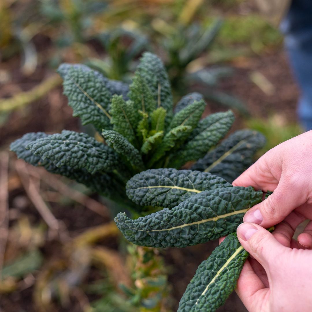 Kookworkshop bij Lubosch Land in Ransdaal