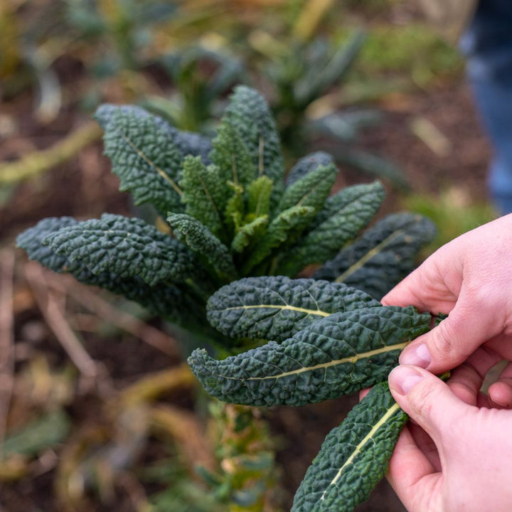 Kookworkshop bij Lubosch Land in Ransdaal