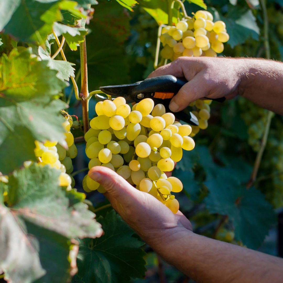 Plukdag op 27 september bij wijngaard Overst Voerendaal