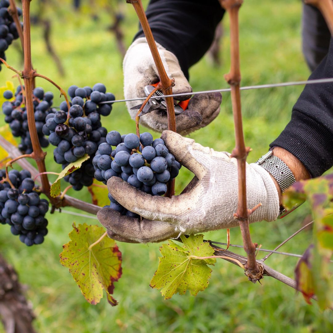 Plukdag op 27 september bij wijngaard Overst Voerendaal