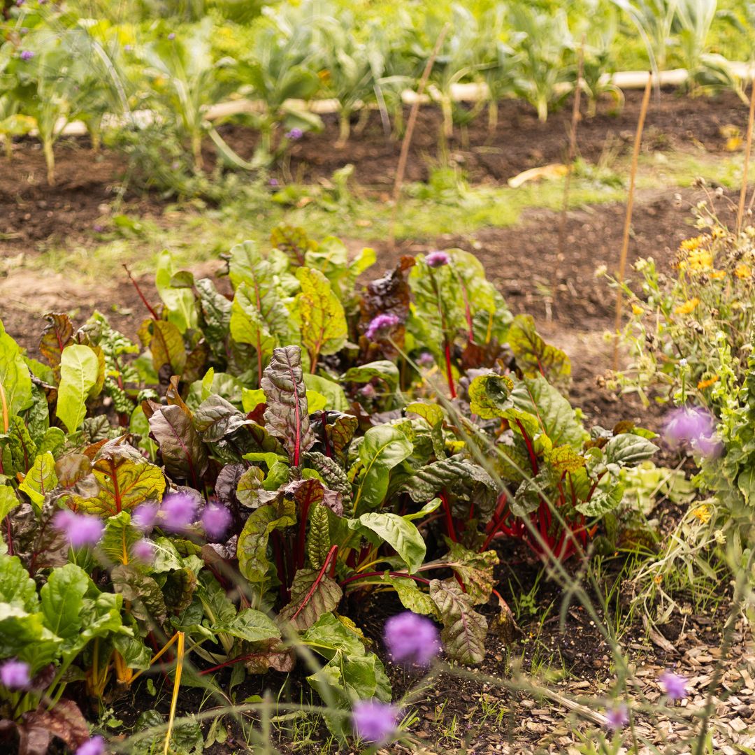 groentetuin lubosch land