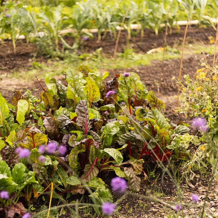 groentetuin lubosch land