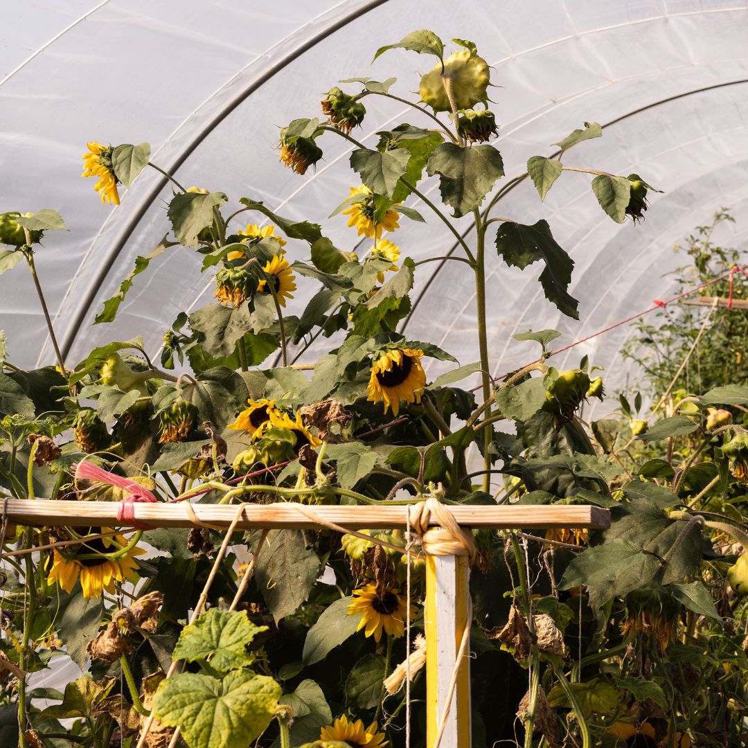 Rondleiding & lunch bij natuurboerderij lubosch land 