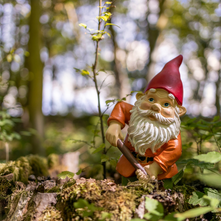 Kabouter in het bos
