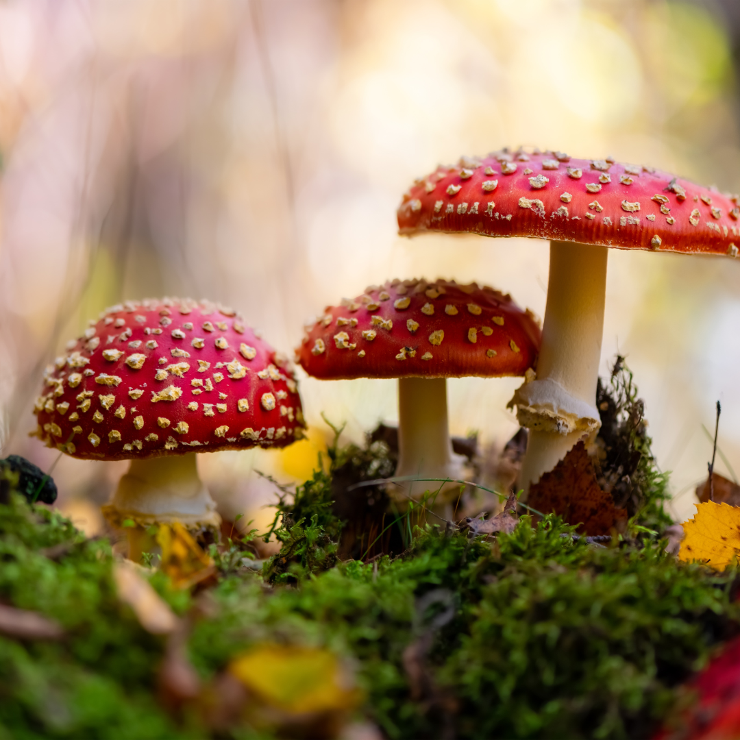Paddenstoelen