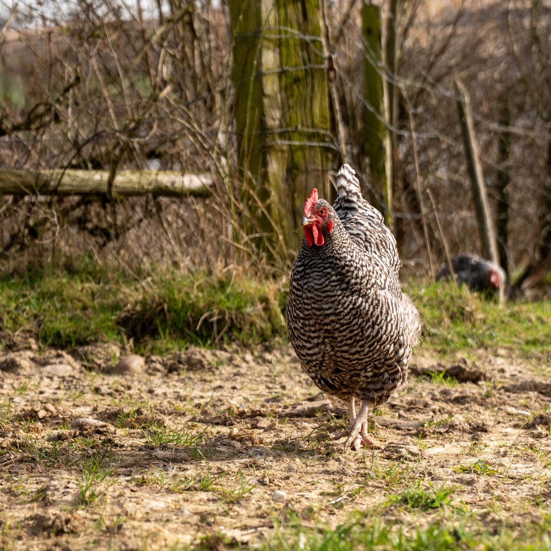 Natuurboerderij De Hofkamer in Nijswiller