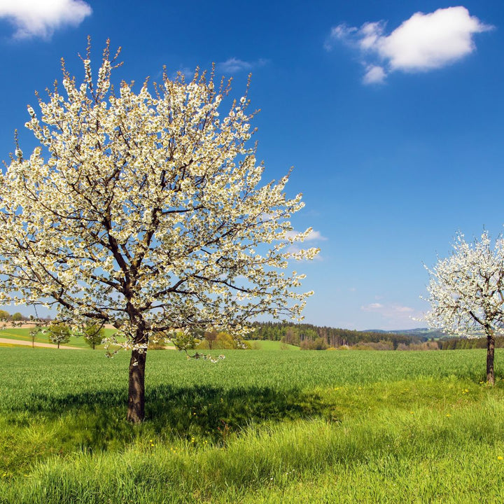 Bloesem bomen