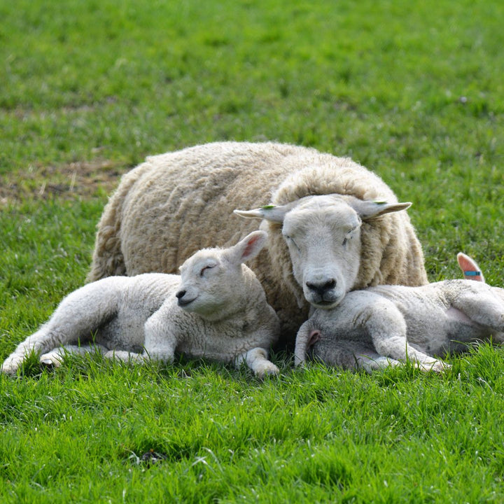 schaap en lammetjes
