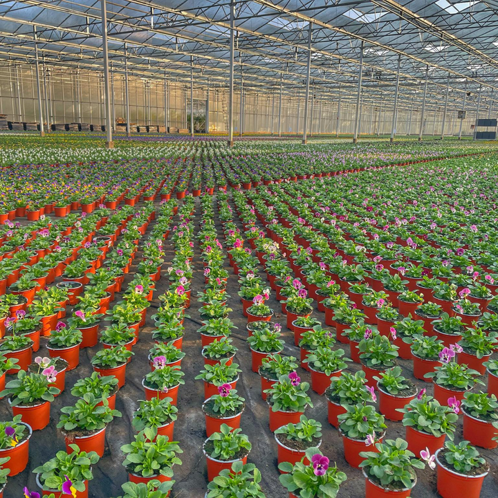 Beleeftocht Roerdalen van Grandcafé de Pimpernel & Kwekerij Knippenberg