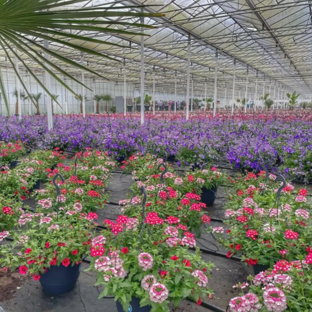Proef & Beleeftocht Roerdalen van Grandcafé de Pimpernel & Kwekerij Knippenberg
