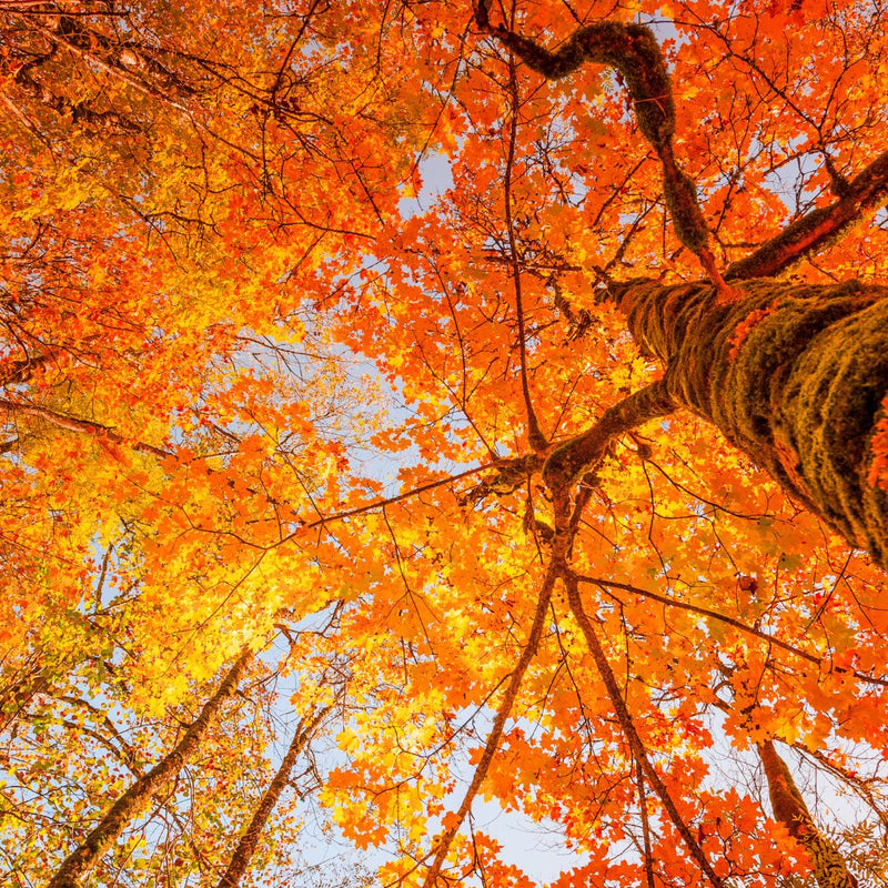 Boom in herfstkleuren