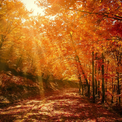 Bos in de herfst