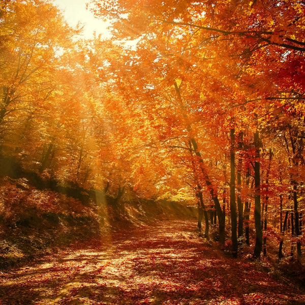 Bos in de herfst