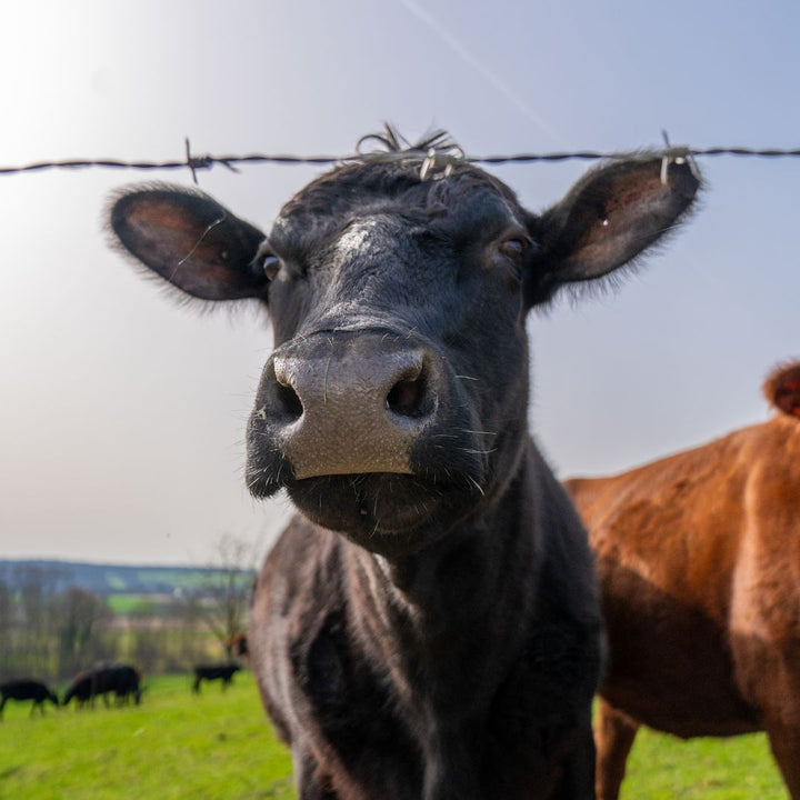 Natuurboerderij De Hofkamer in Nijswiller