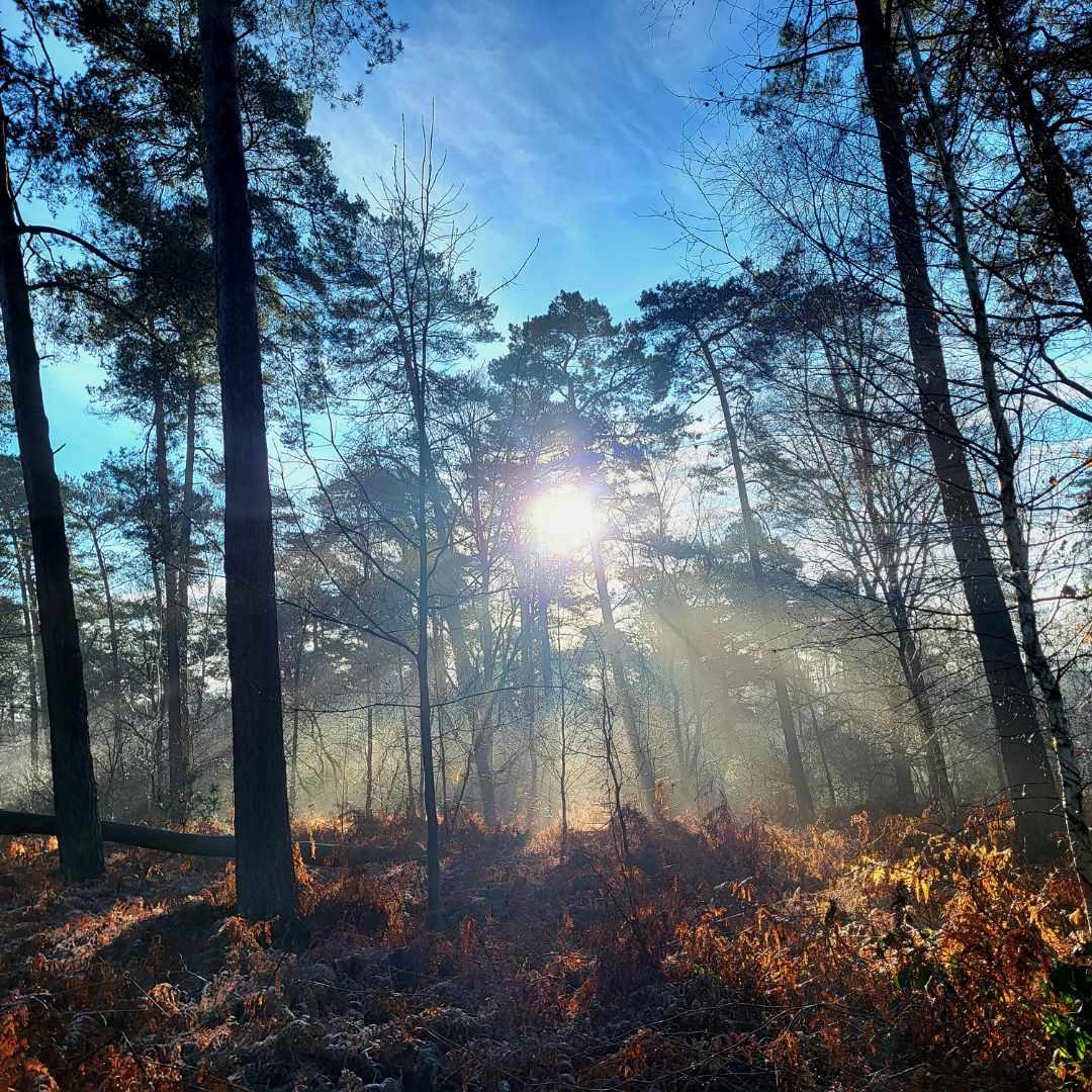 Bourgondische Winter Wandeling Roerdalen