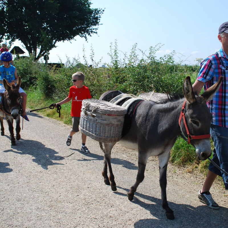 Ezel Safari bij Hof Kricheleberg in Bocholtz