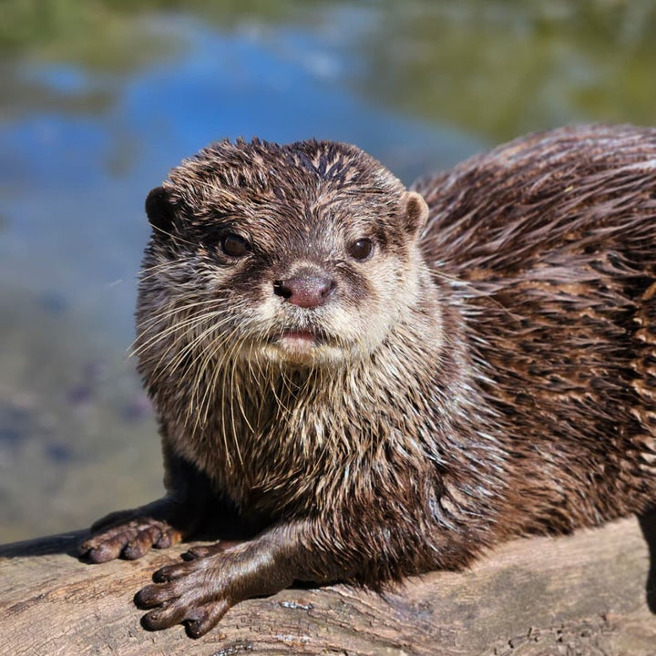 otter