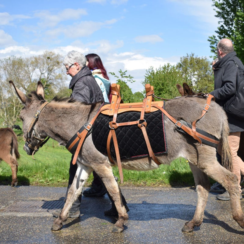 Ezel Safari bij Hof Kricheleberg in Bocholtz