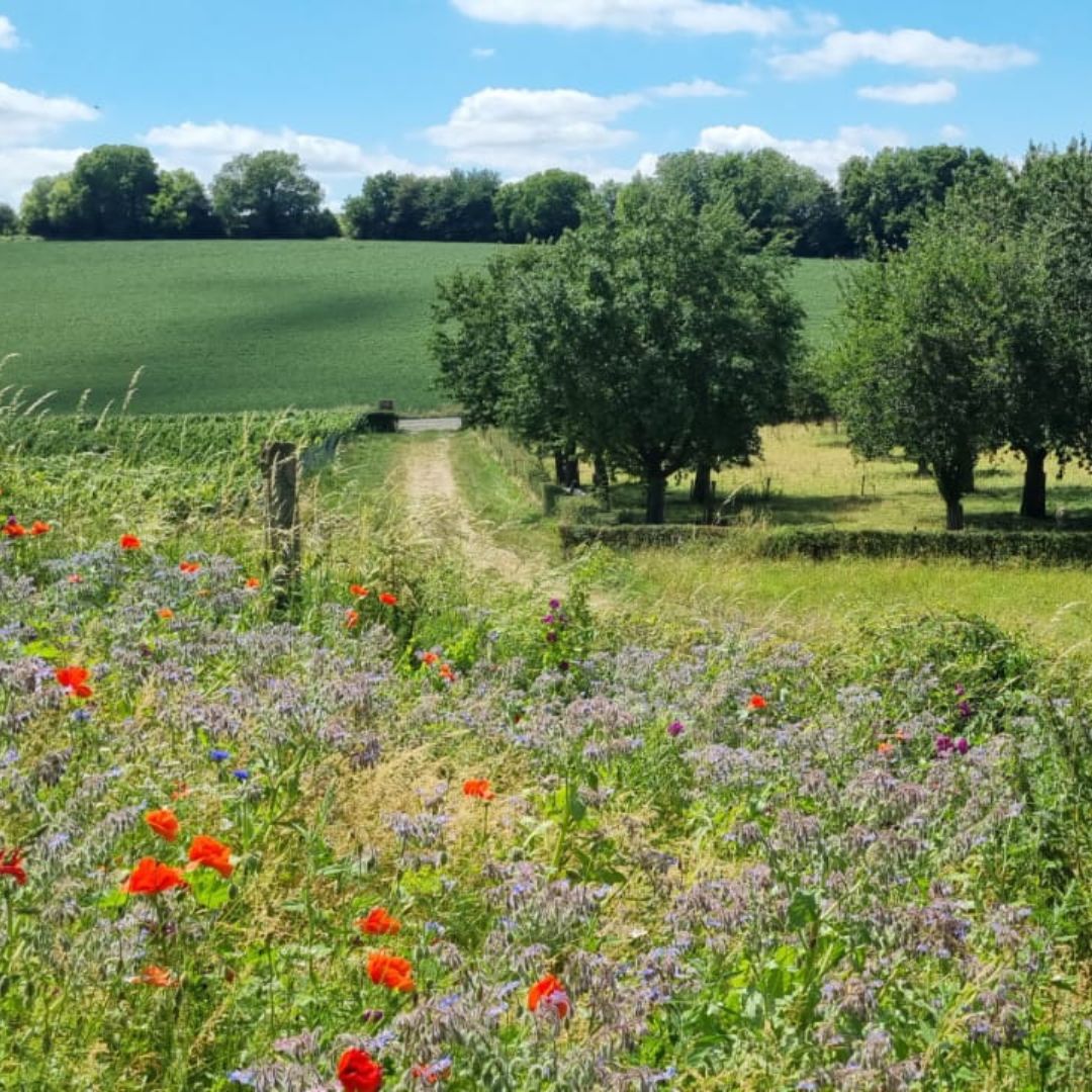 Wijn Safari & wijnproeverij in het Land van Kalk