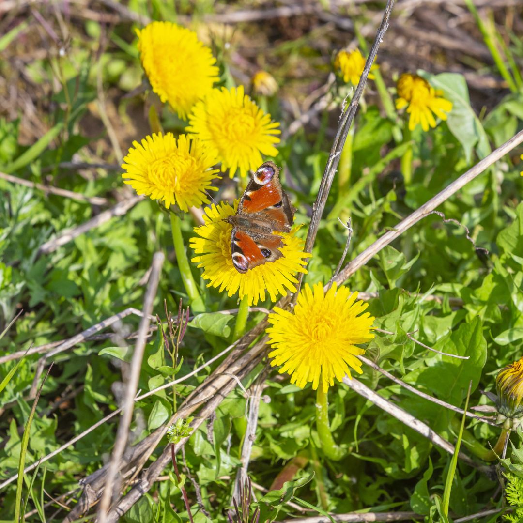 vlinder op paardenbloem