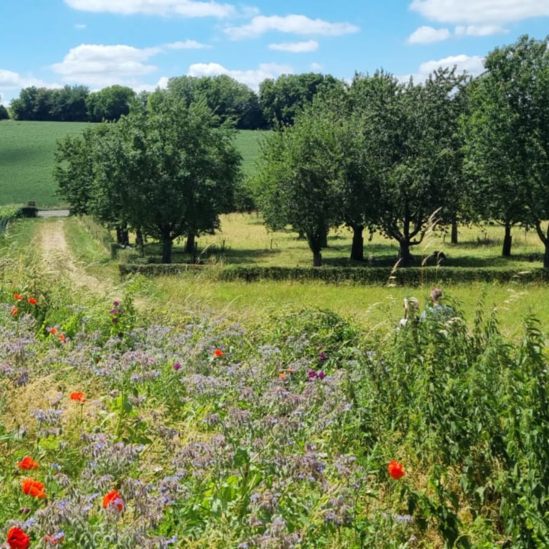 Wandelen in Land van Kalk