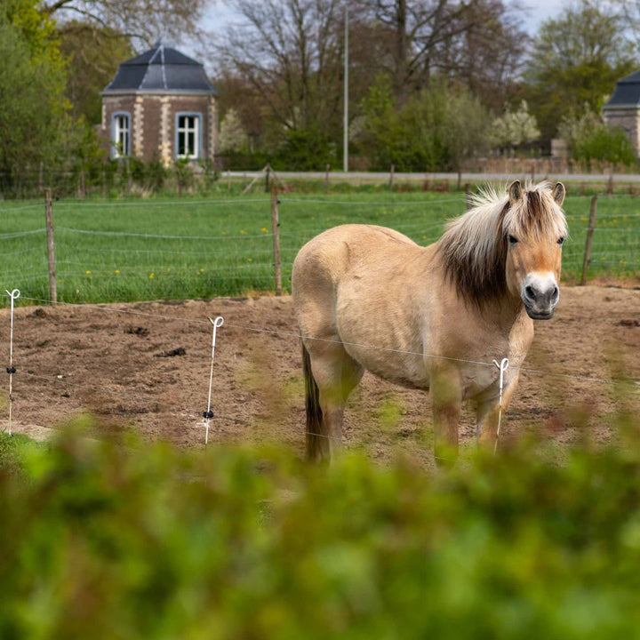 Paard bij Villa Kanjel
