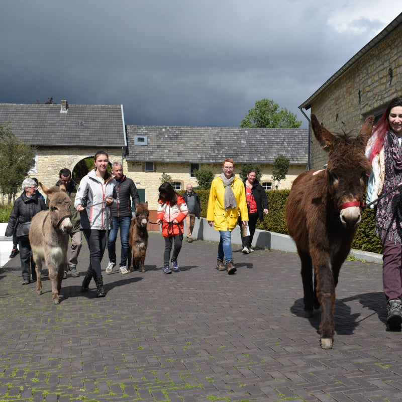 Ezel Safari bij Hof Kricheleberg in Bocholtz