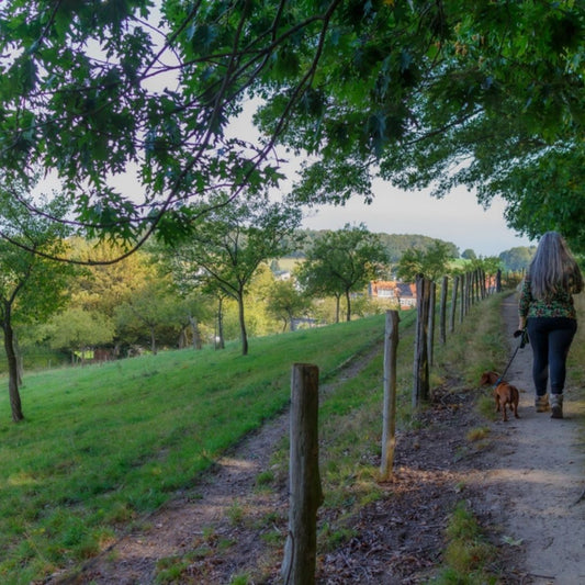Wandelen