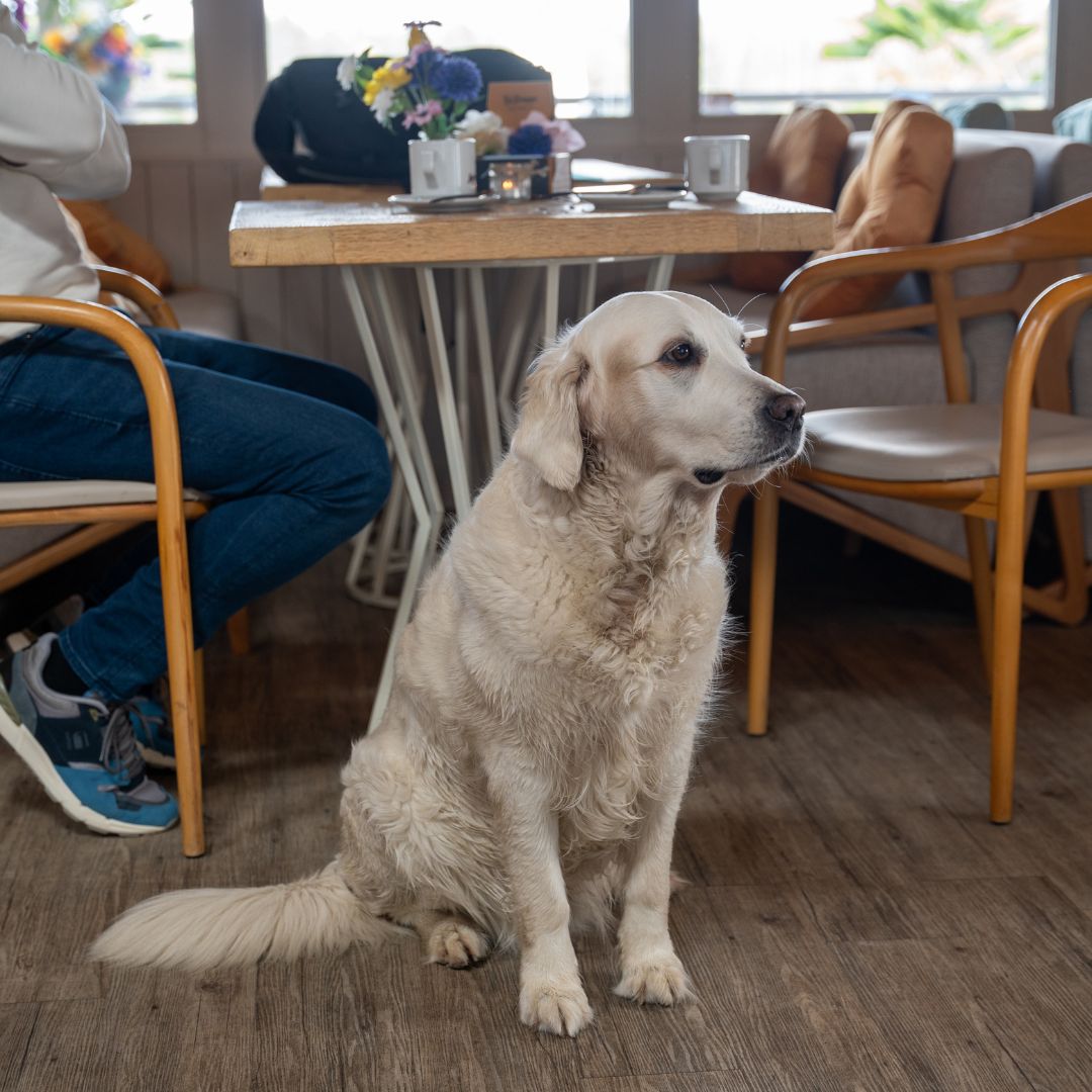 Hond bij Amici Beach 