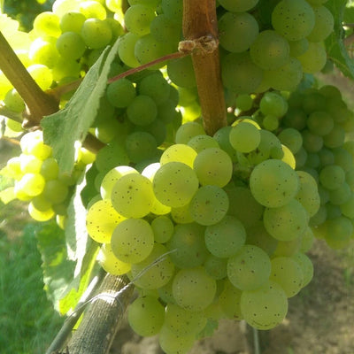 Witte druiven