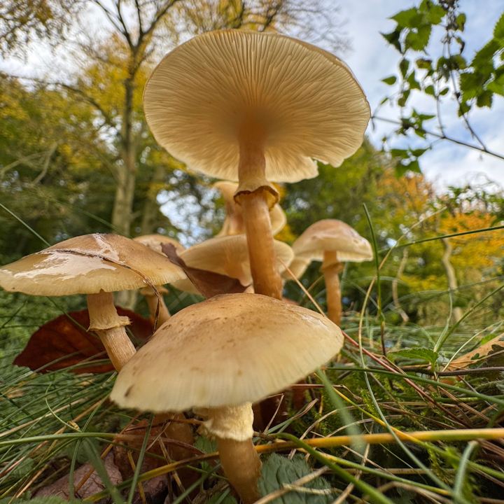 Smartphone Fotoworkshop bij Museum de Schat van Simpelveld