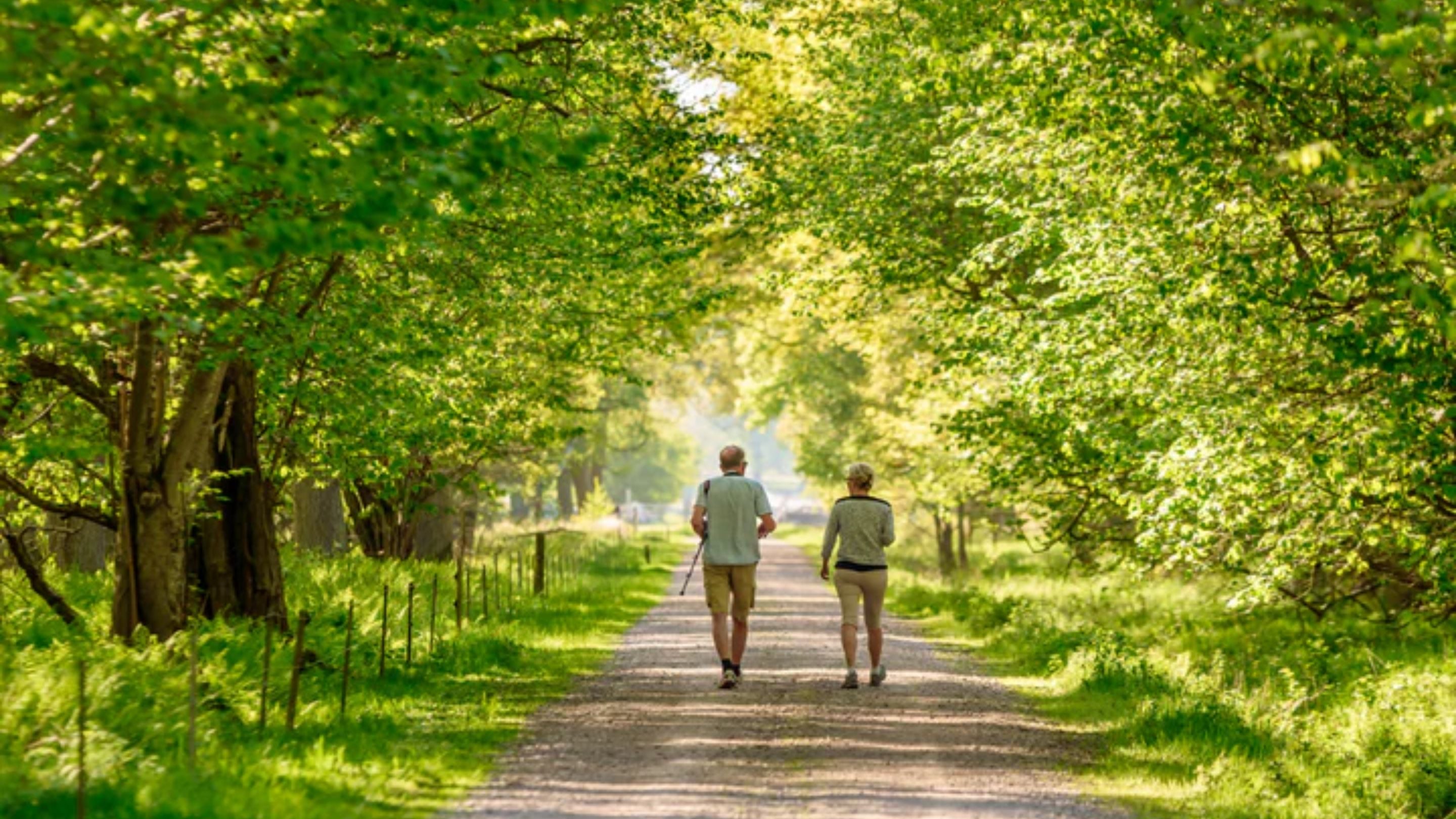 Wandelaars in bos