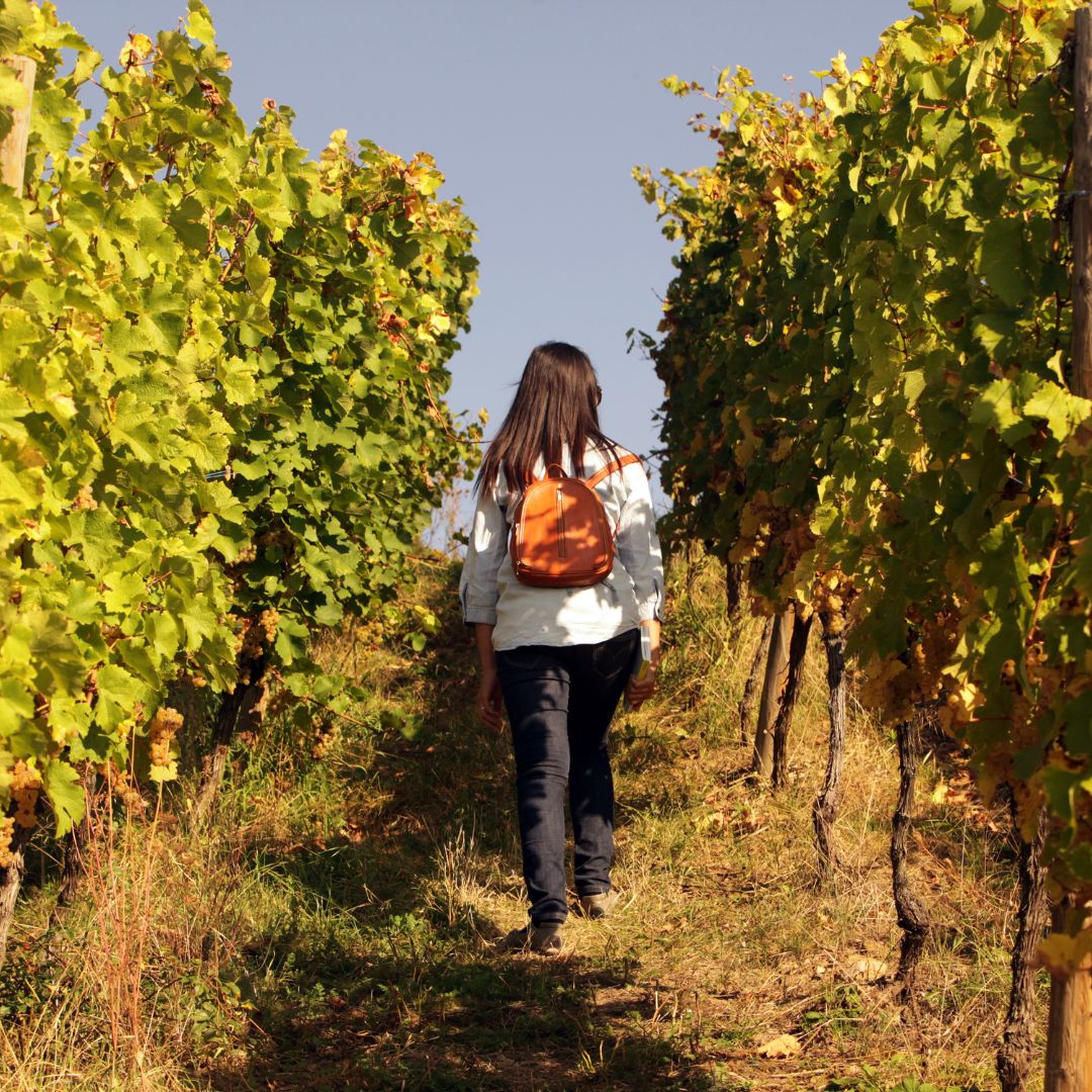 Route des vins Wahlwiller