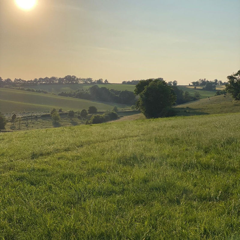 Groen landschap in Zuid-Limburg
