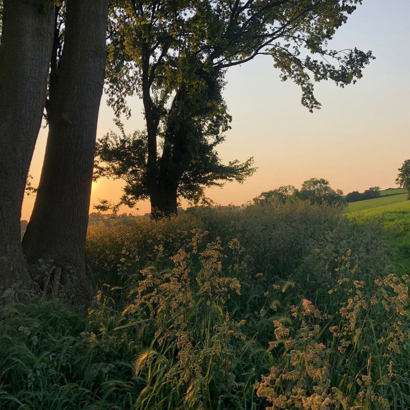 2 bomen en natuur Zuid-Limburg