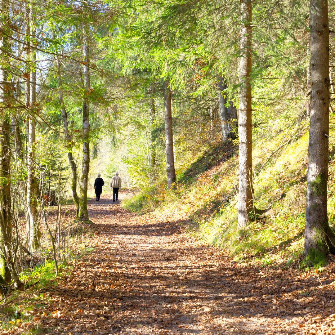 Wandelen in bos