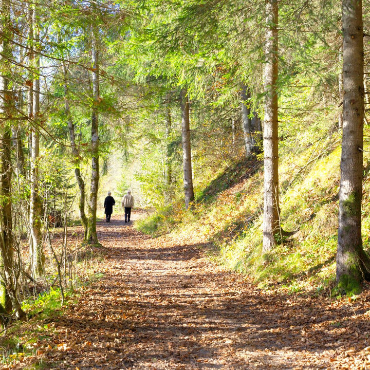Wandelen in bos