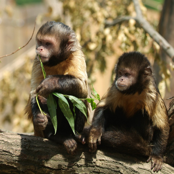 jonge aapjes gaia zoo