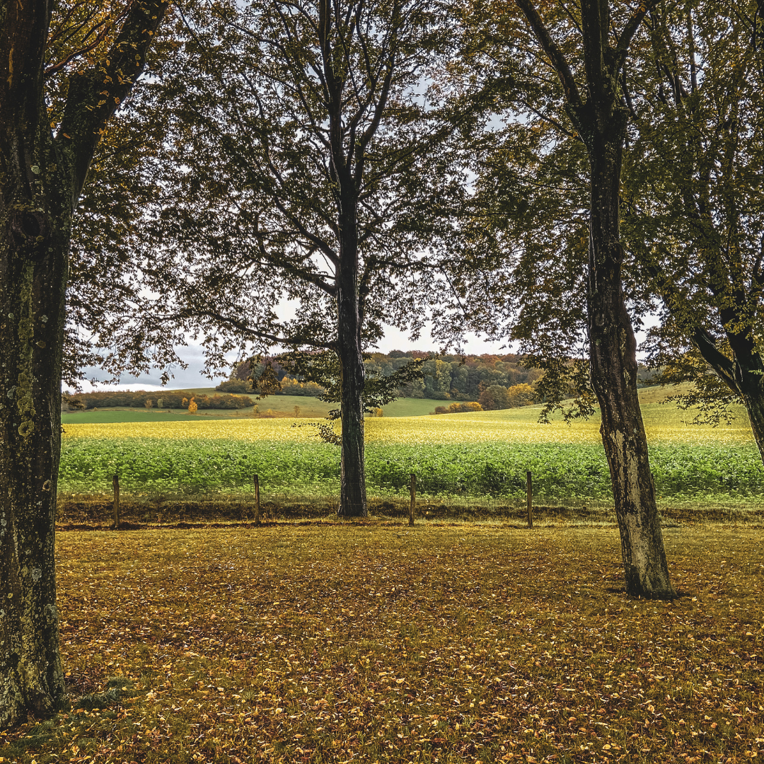 herfst kleuren in Schimmert