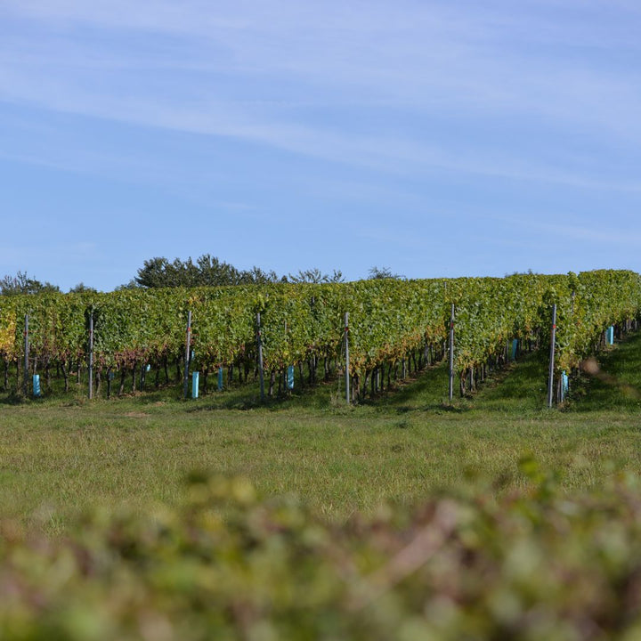 Plukdag op 27 september bij wijngaard Overst Voerendaal