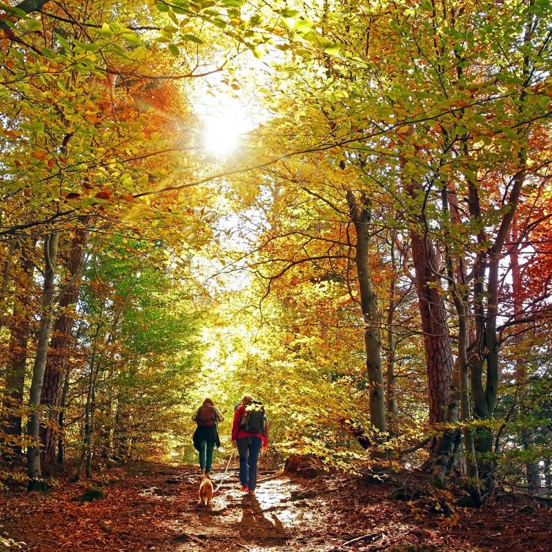 wandelen in het vijlenerbos limburg