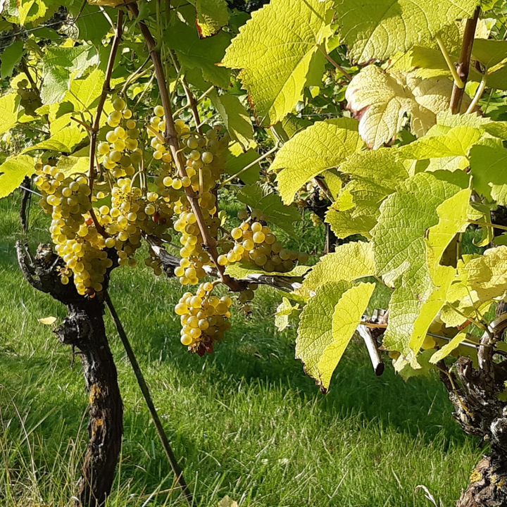 Streekproeverij wijn & blauwe bessen