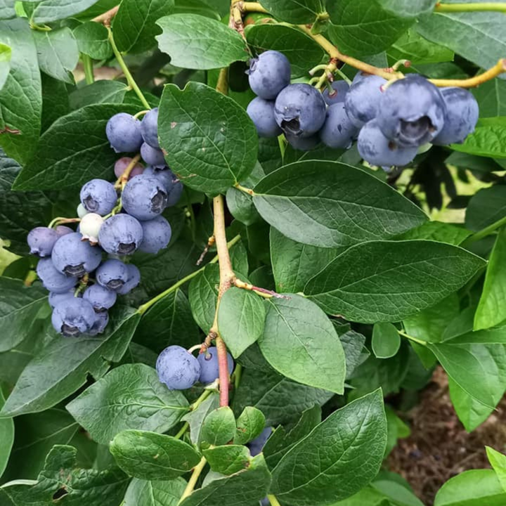 Streekproeverij wijn & blauwe bessen