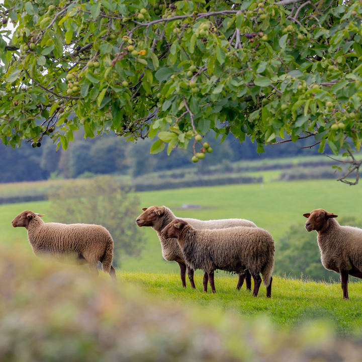 Schapen in Vijlen