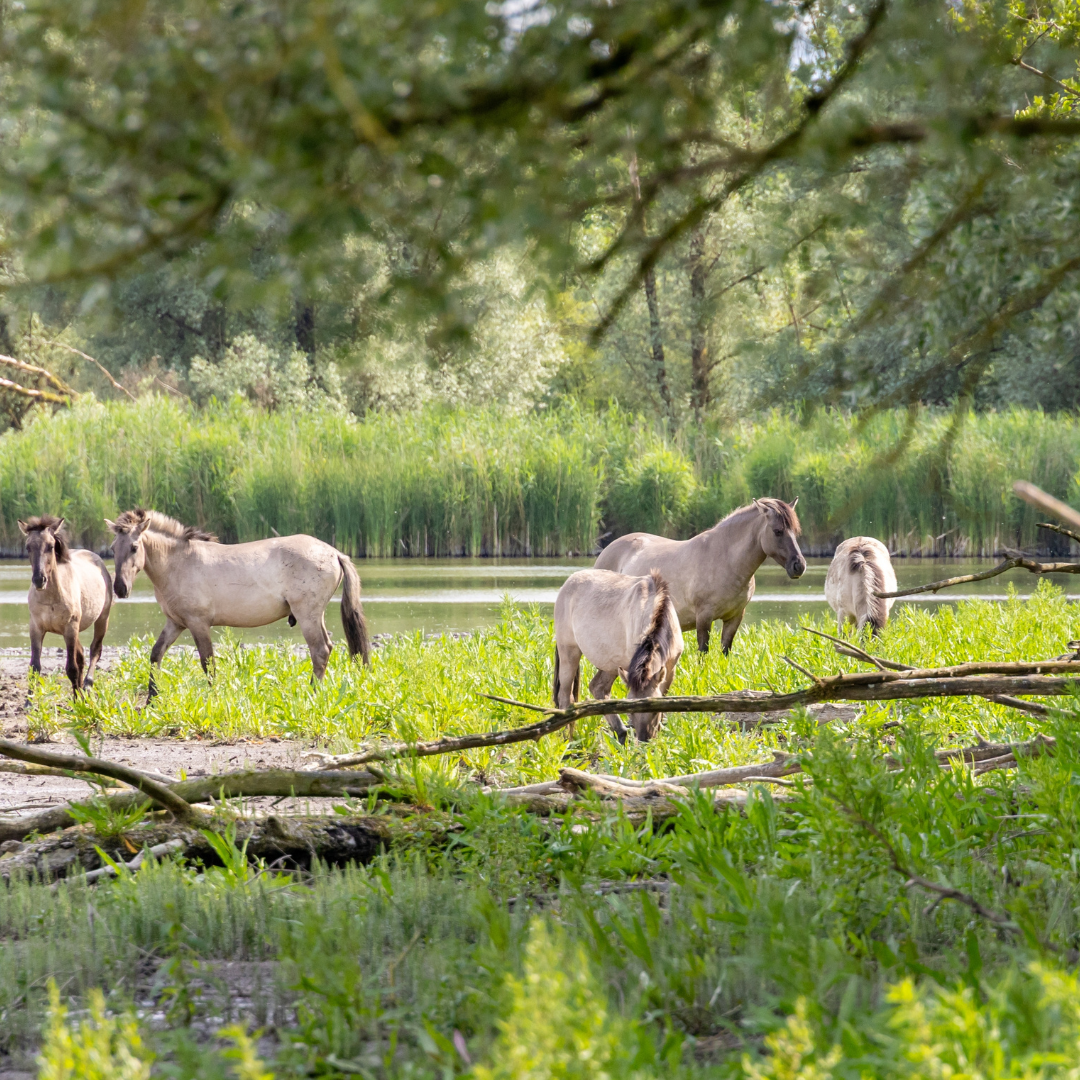 Wijnwandeling Valkenburg