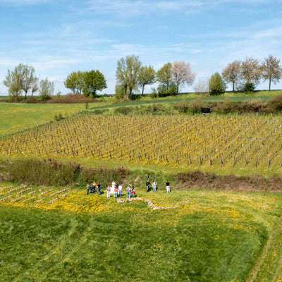 dronefoto van wijngaard